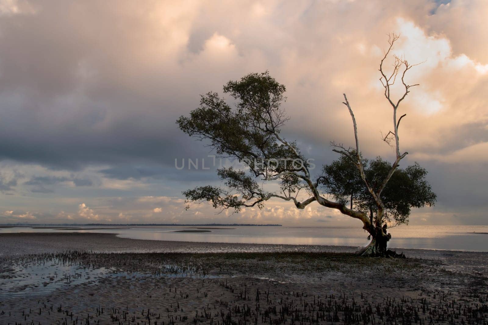 Sunrise colour behind the lonely mangrove tree