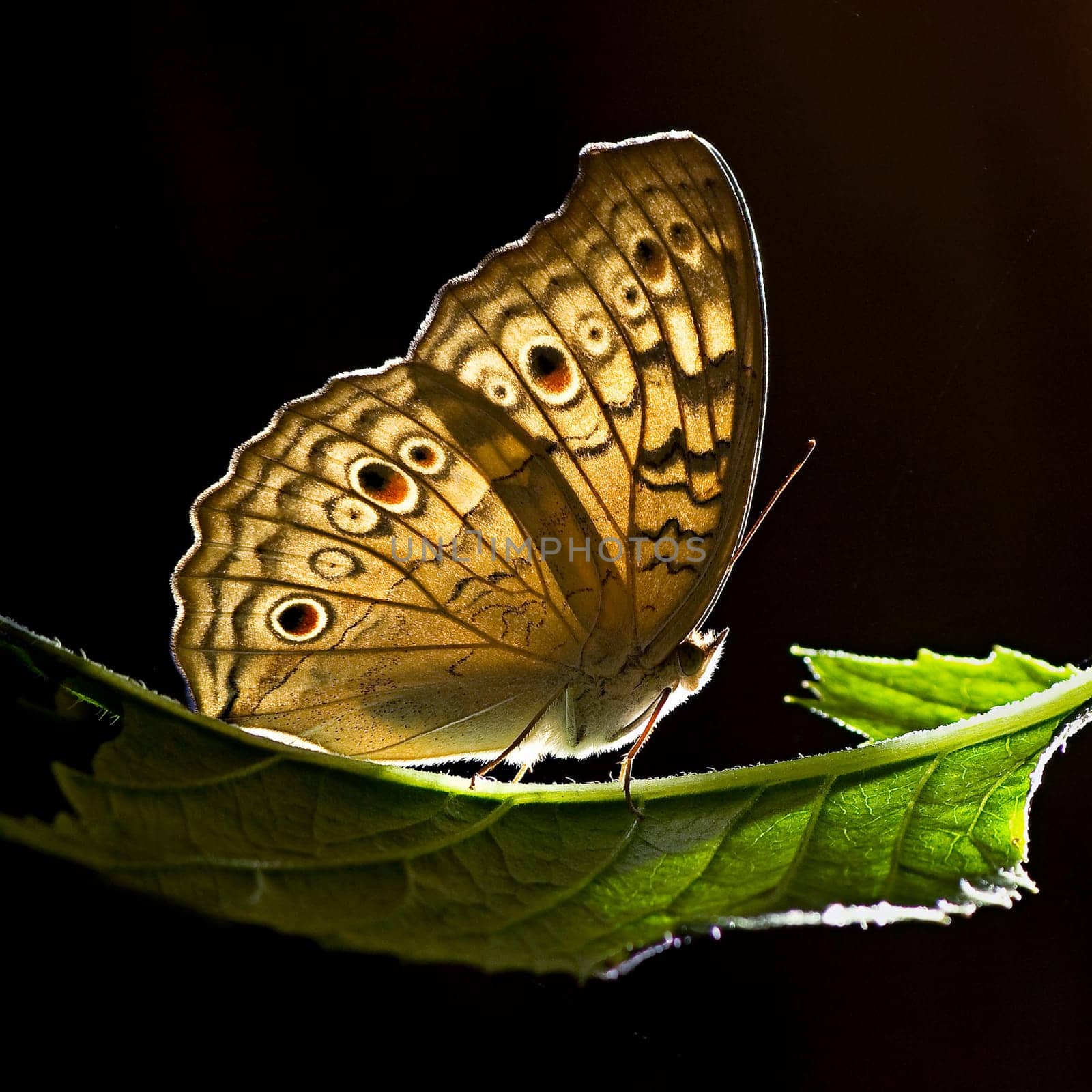 butterfly