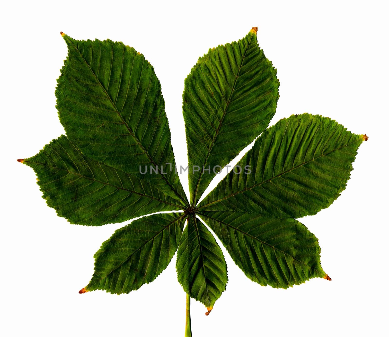 leaf of chestnut on a white background