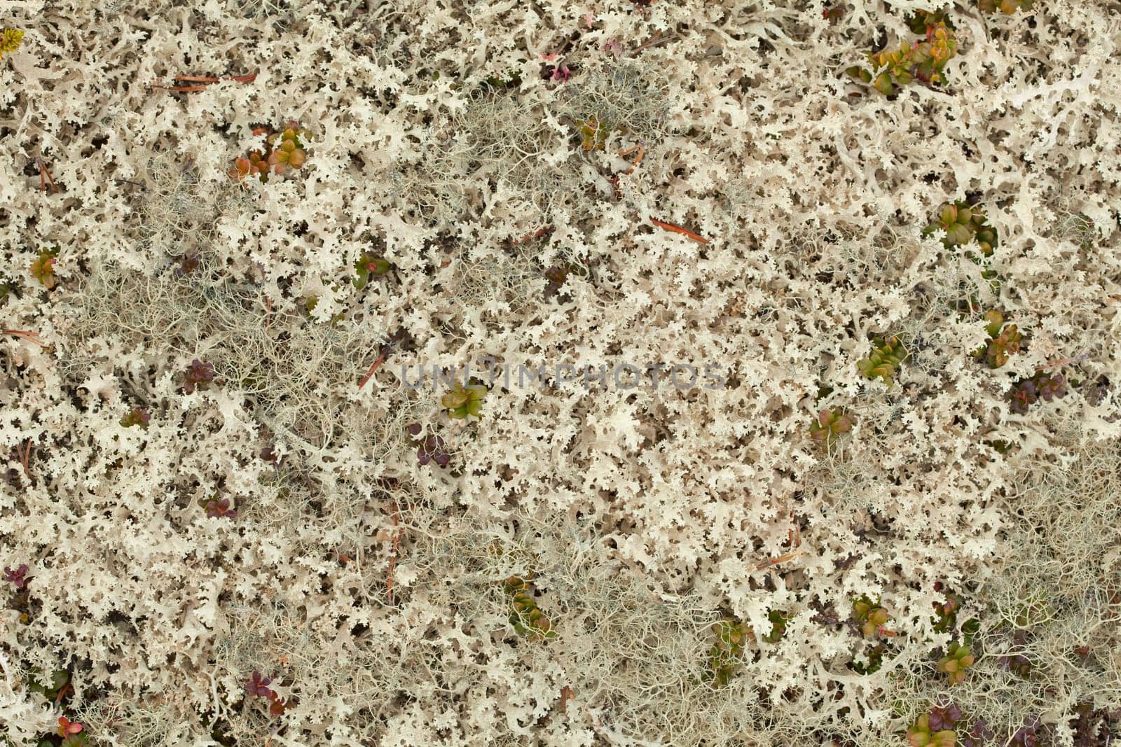 Lichen tundra background - Cetraria nivalis and others