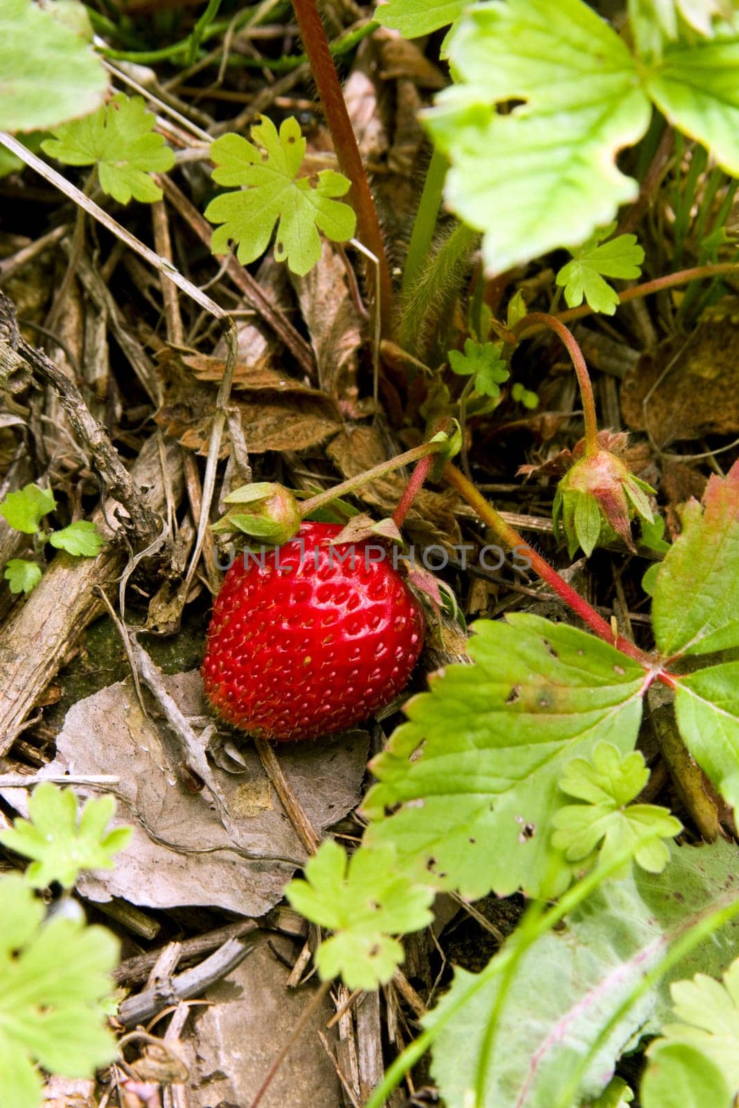 one small ripe strawberry