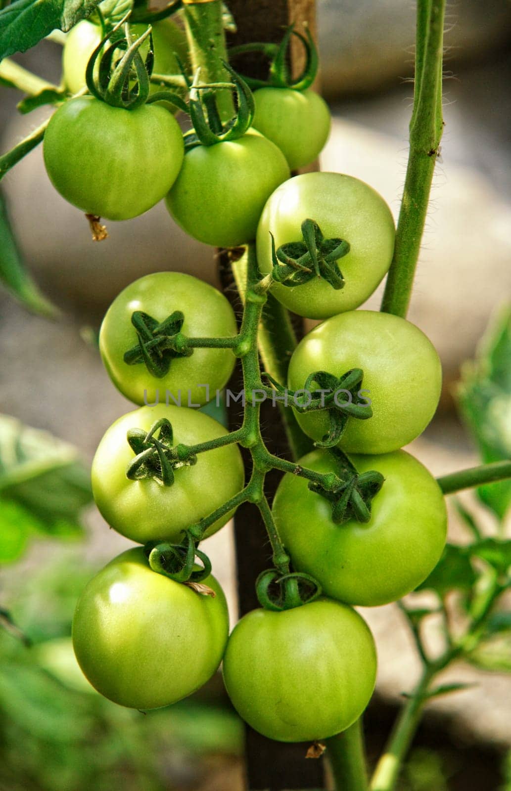 fine gree tomatos on plant natural background