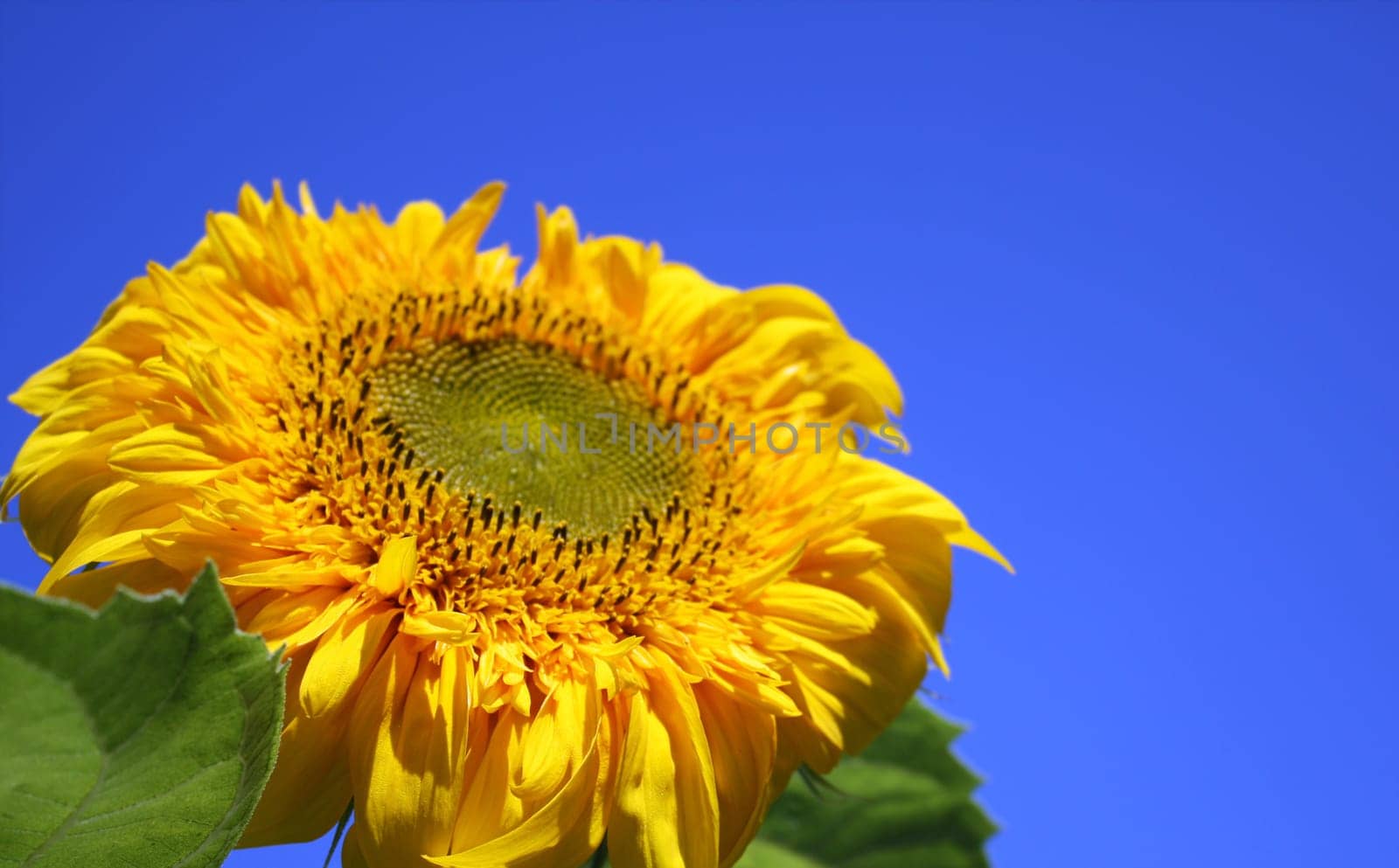 Yellow flower on a background of the blue sky