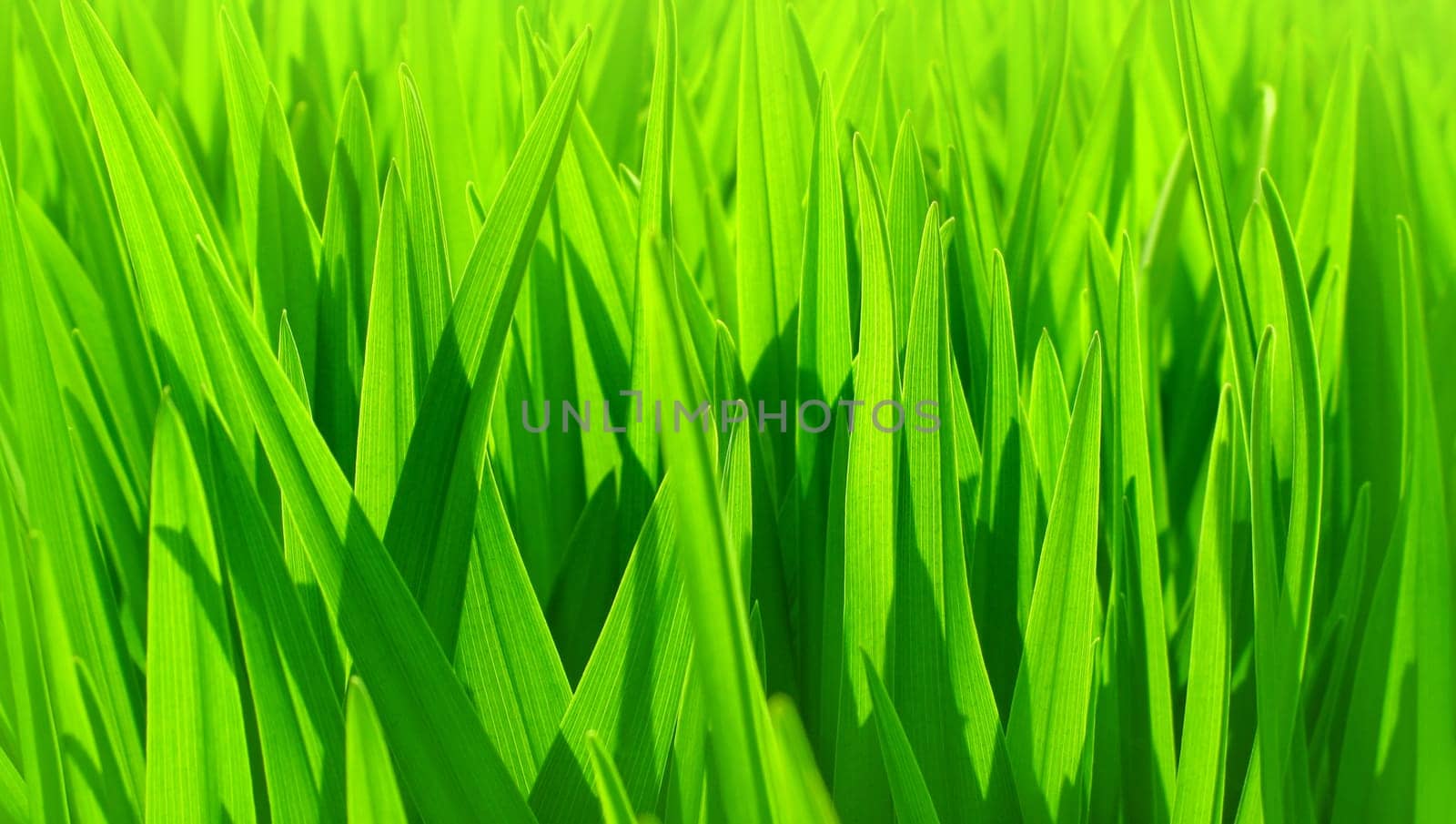Soft focus of fresh green leaves background