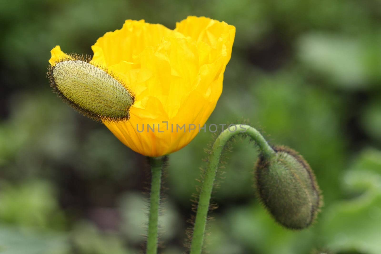 Close up from a corn poppy in the field.