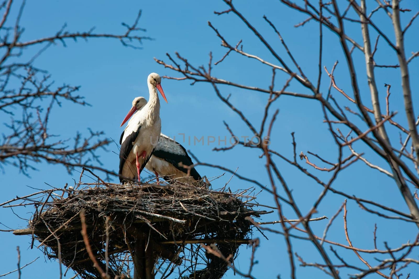 A stork standing in its nest, family of stork