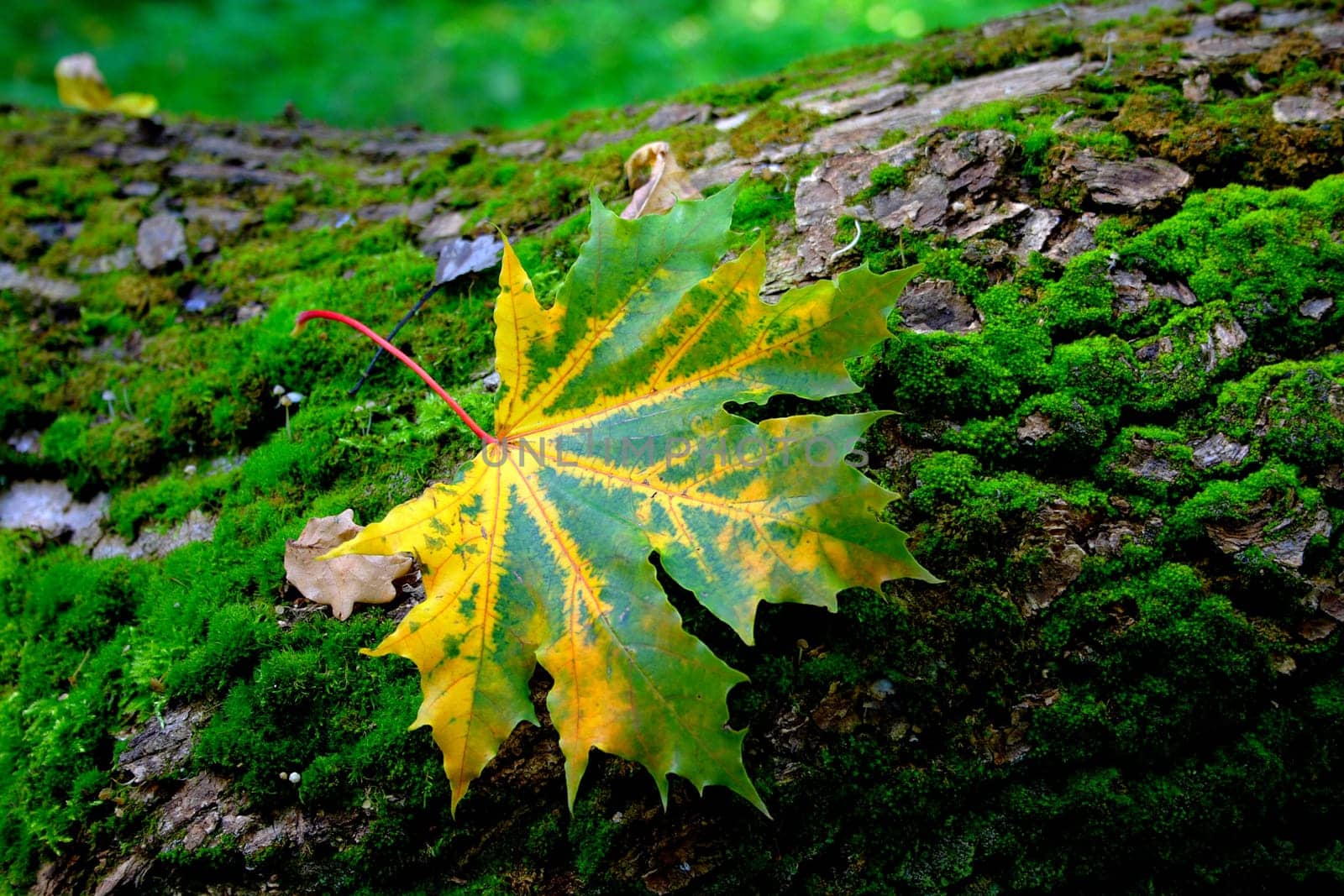 Red sheet maple