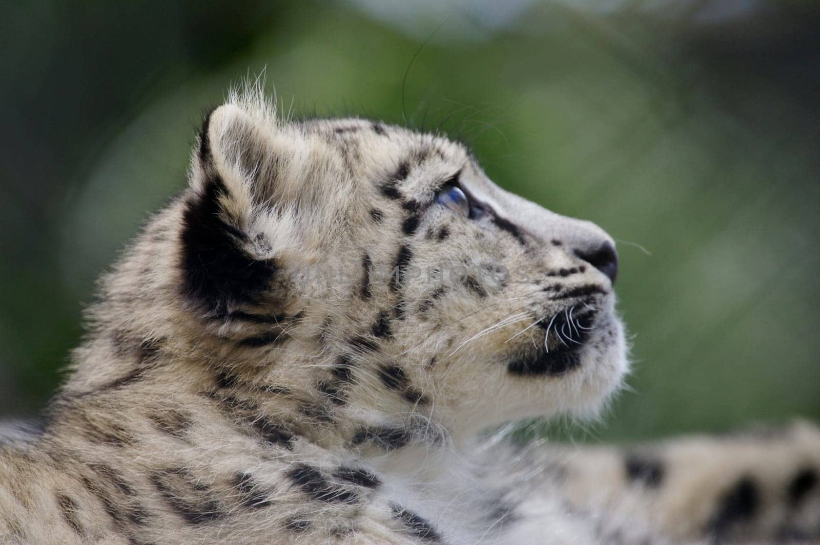 Snow Leopard cubs in the wild