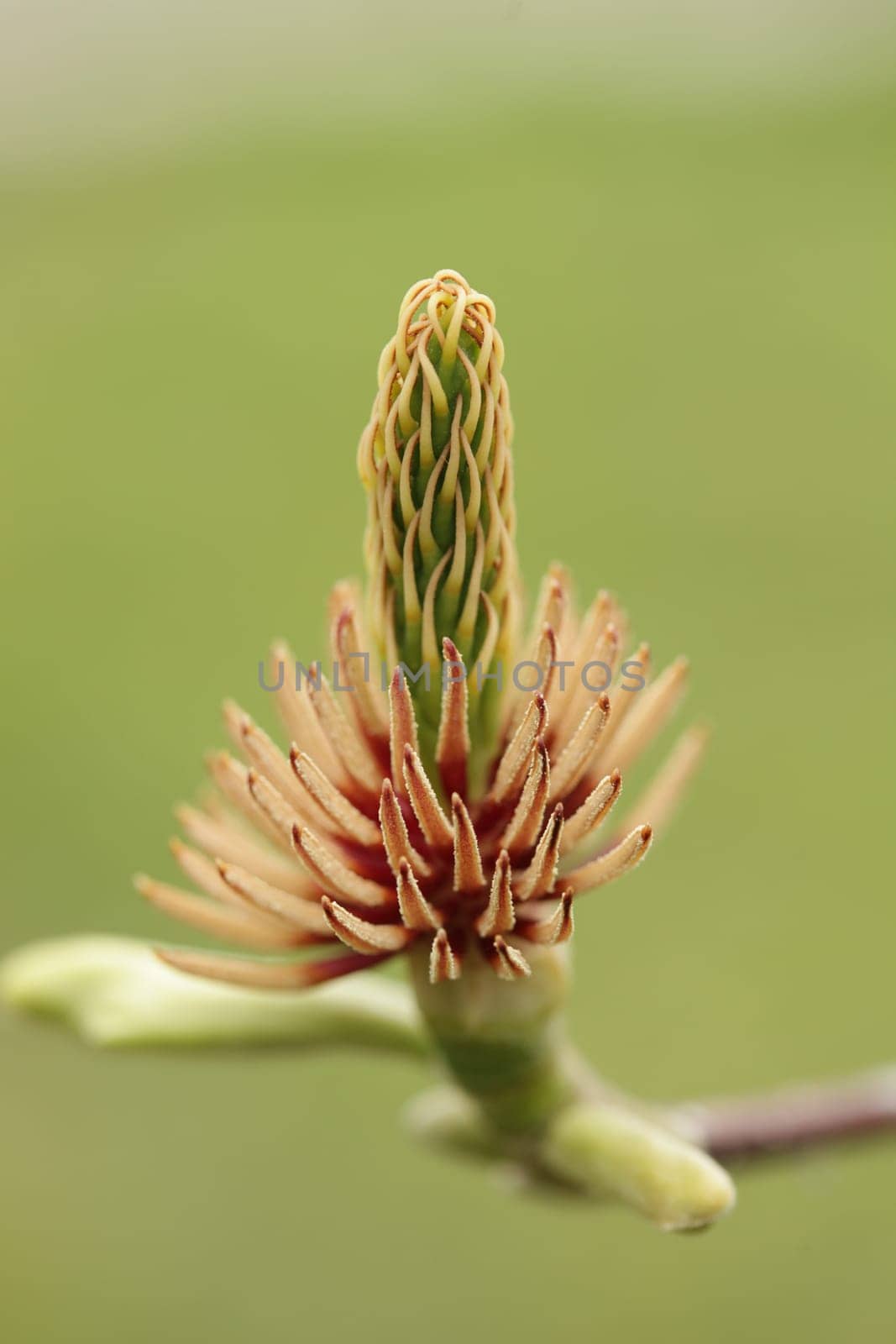 Magnolia Flower That Lost All Petals Leaving Stem Exposed