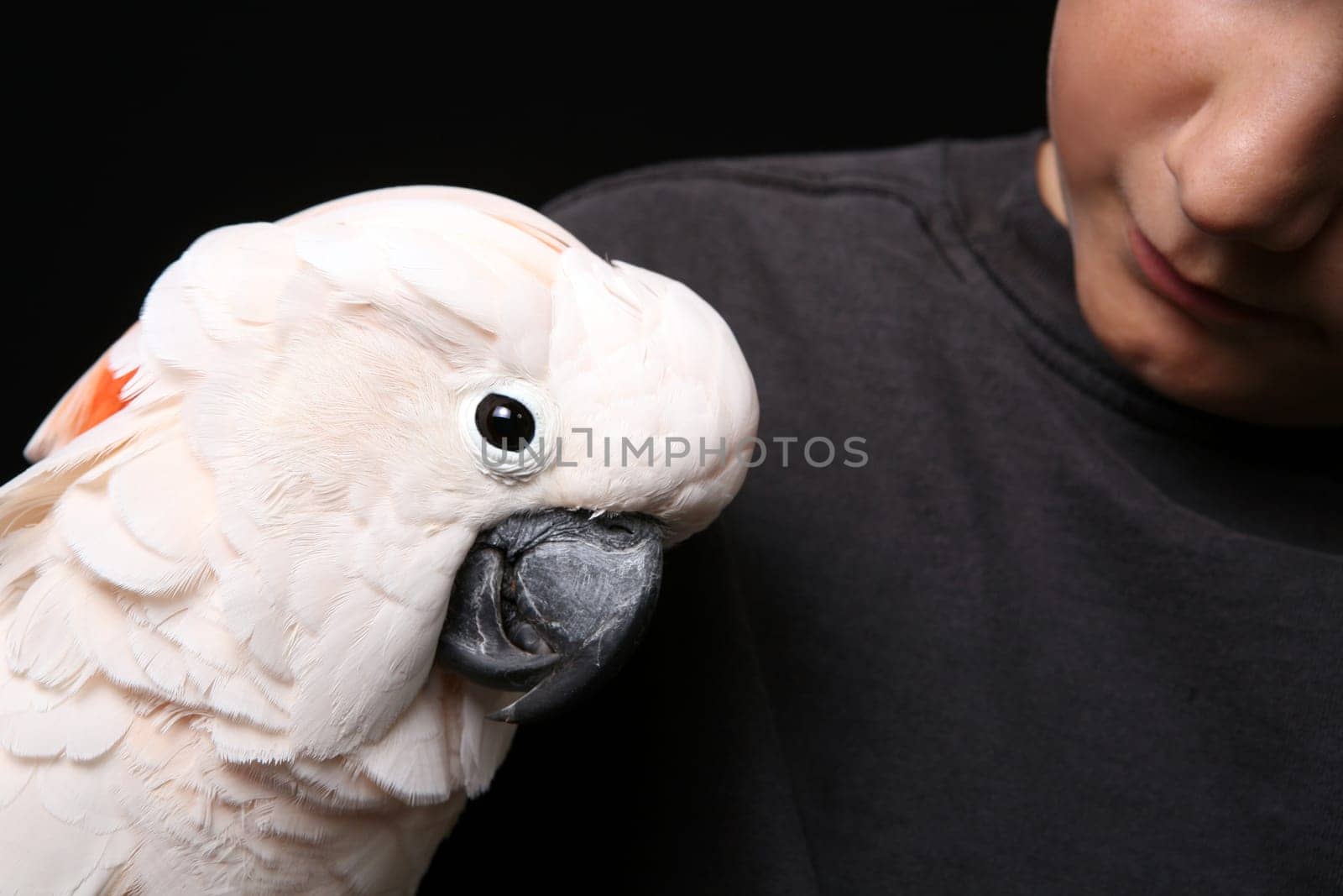 Moluccan Cockatoo With His Handler