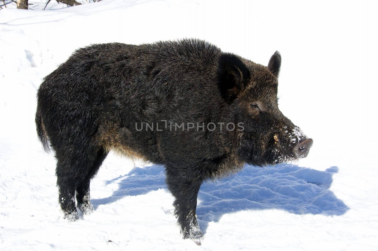 Wild Boar in winter