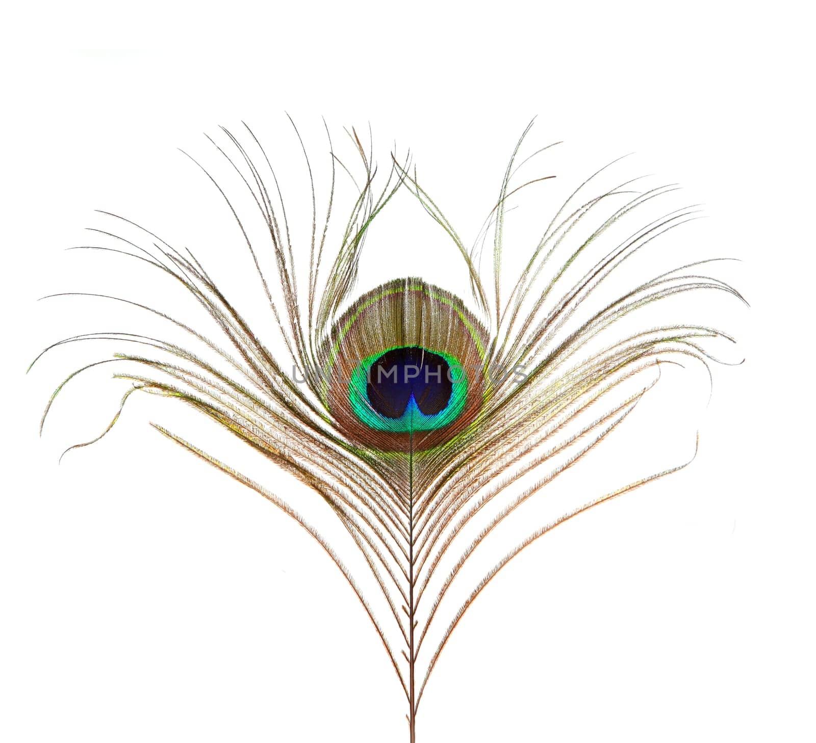 Peacock Feather Isolated on White Background