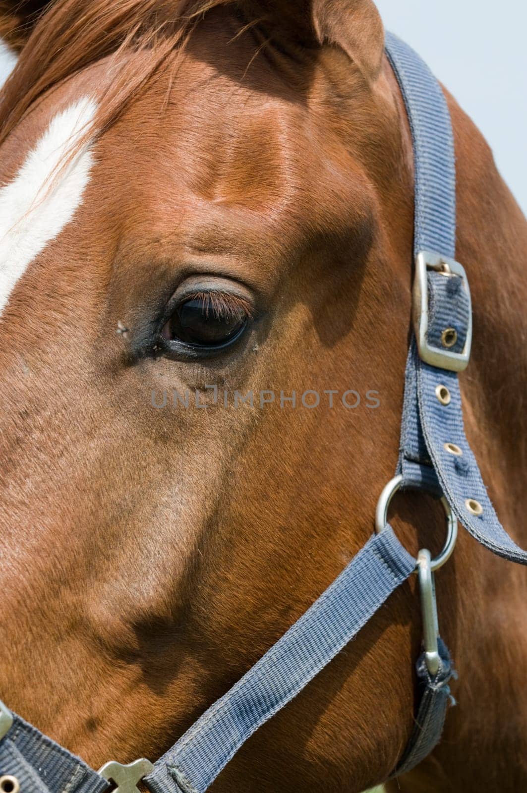 Closeup of a horse's eye.