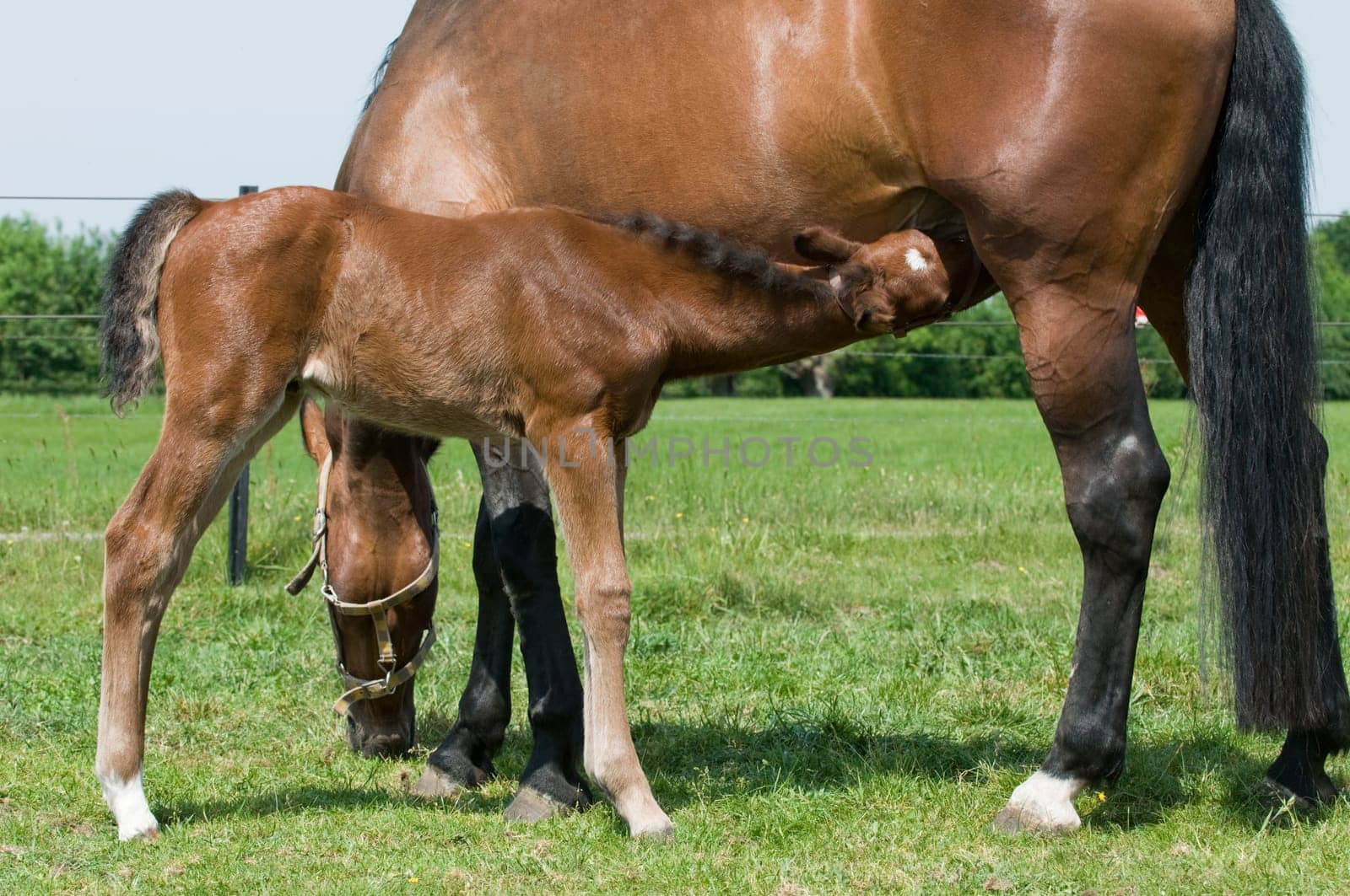 Young horse drinking milk from his mother