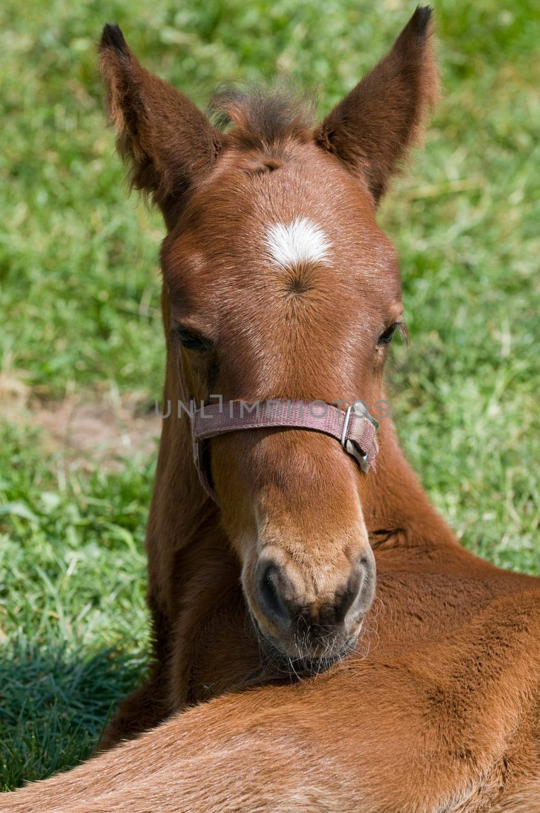 Cute 10 days old horse resting in the field.