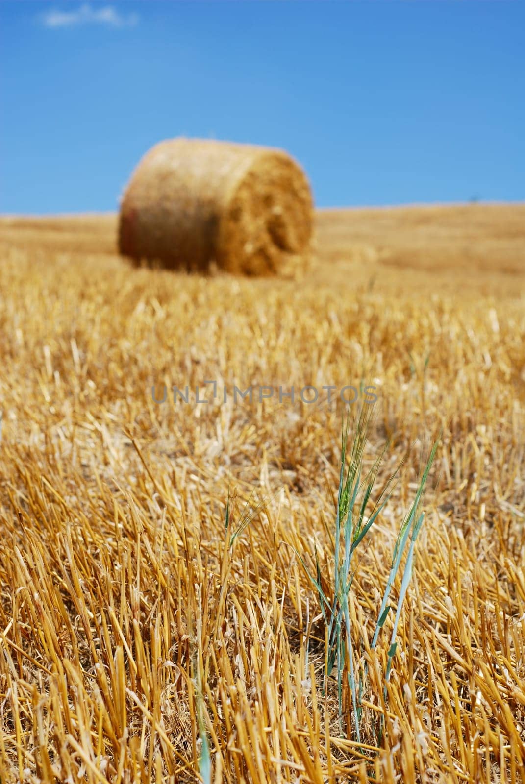 Green wheat plant among the old stems