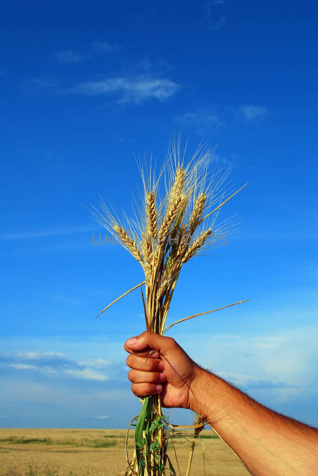 hand holding grain with beautiful sky behind