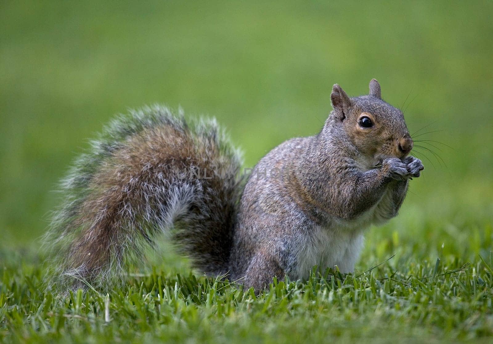 tree squirrel that is on green grass that is eating something