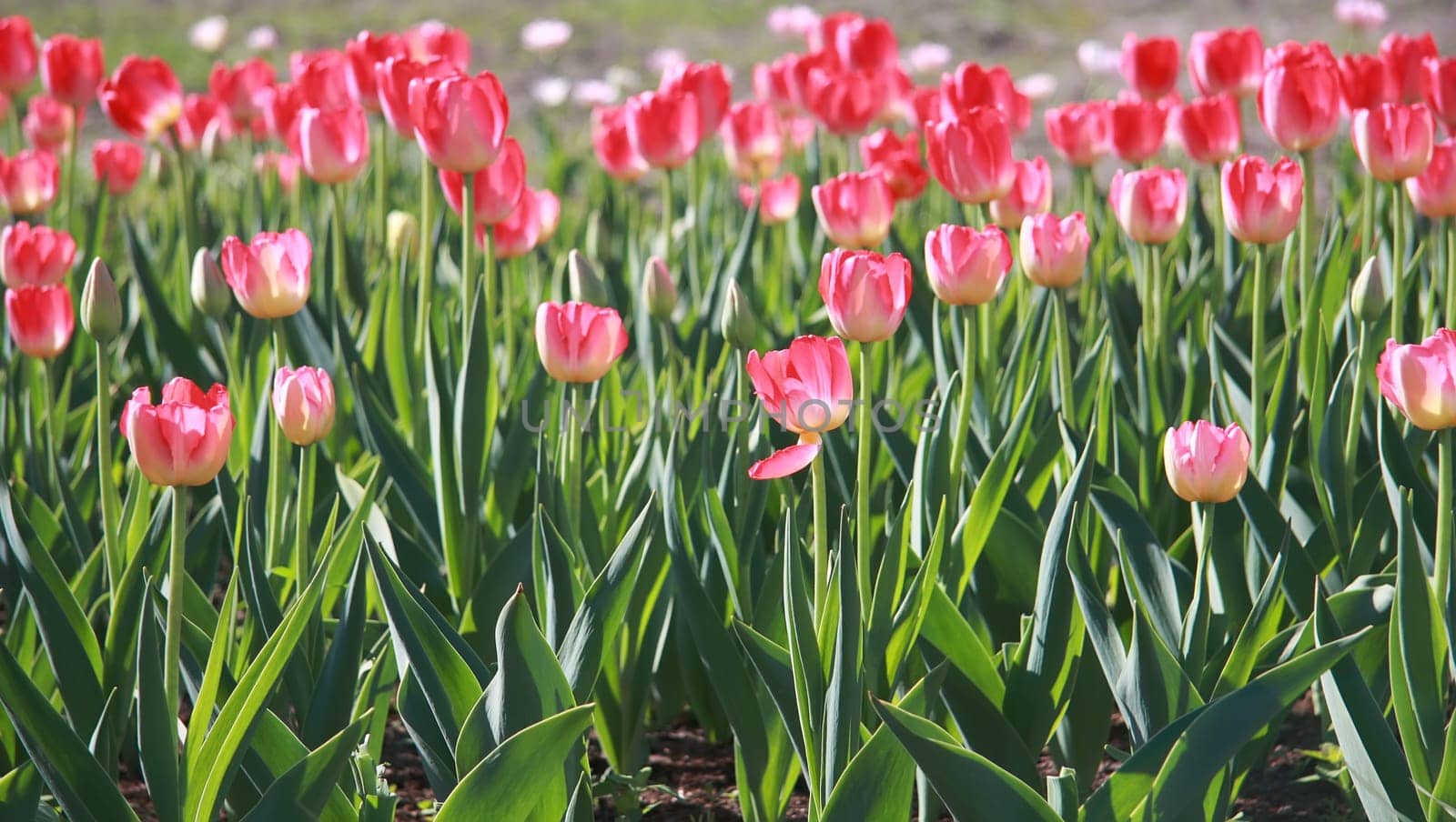 Pink tulips on the flowerbed