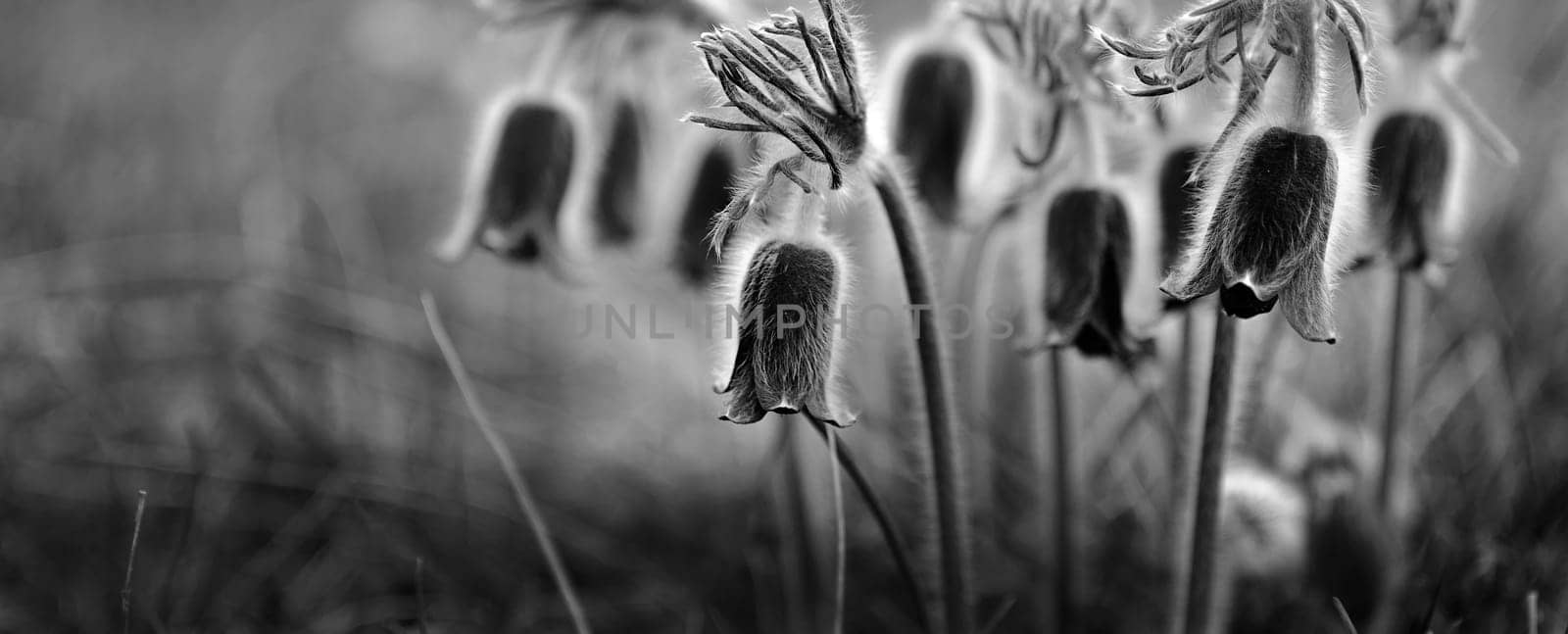 Black and white pulsatilla flower background.
