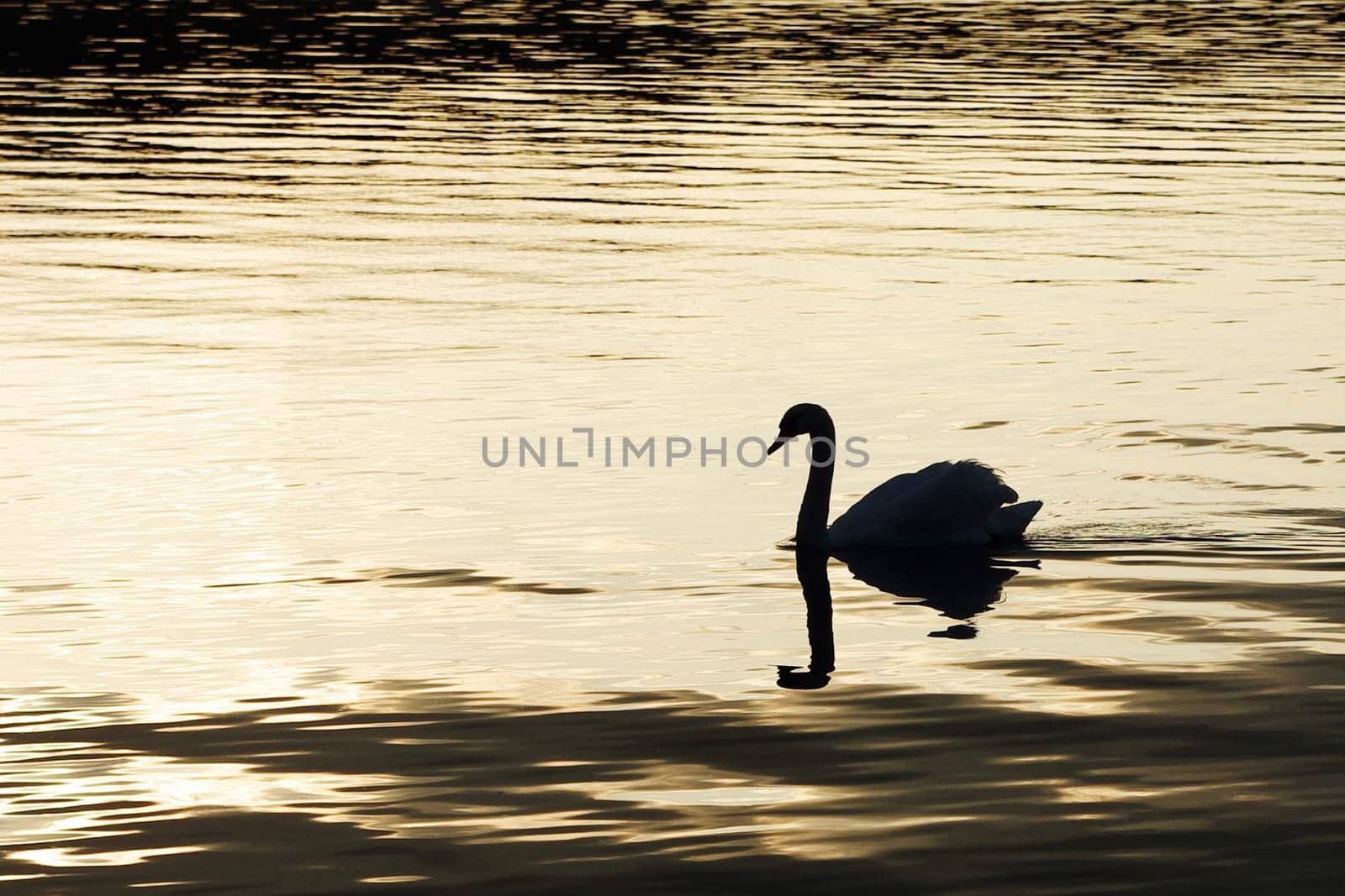 Swan silhouette on yellow water in sunset, swims to left