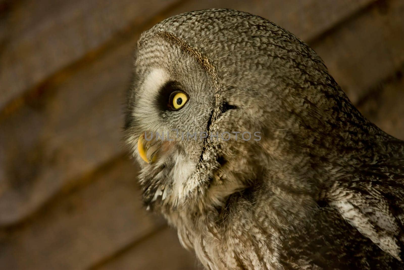 side view of owl face looking away