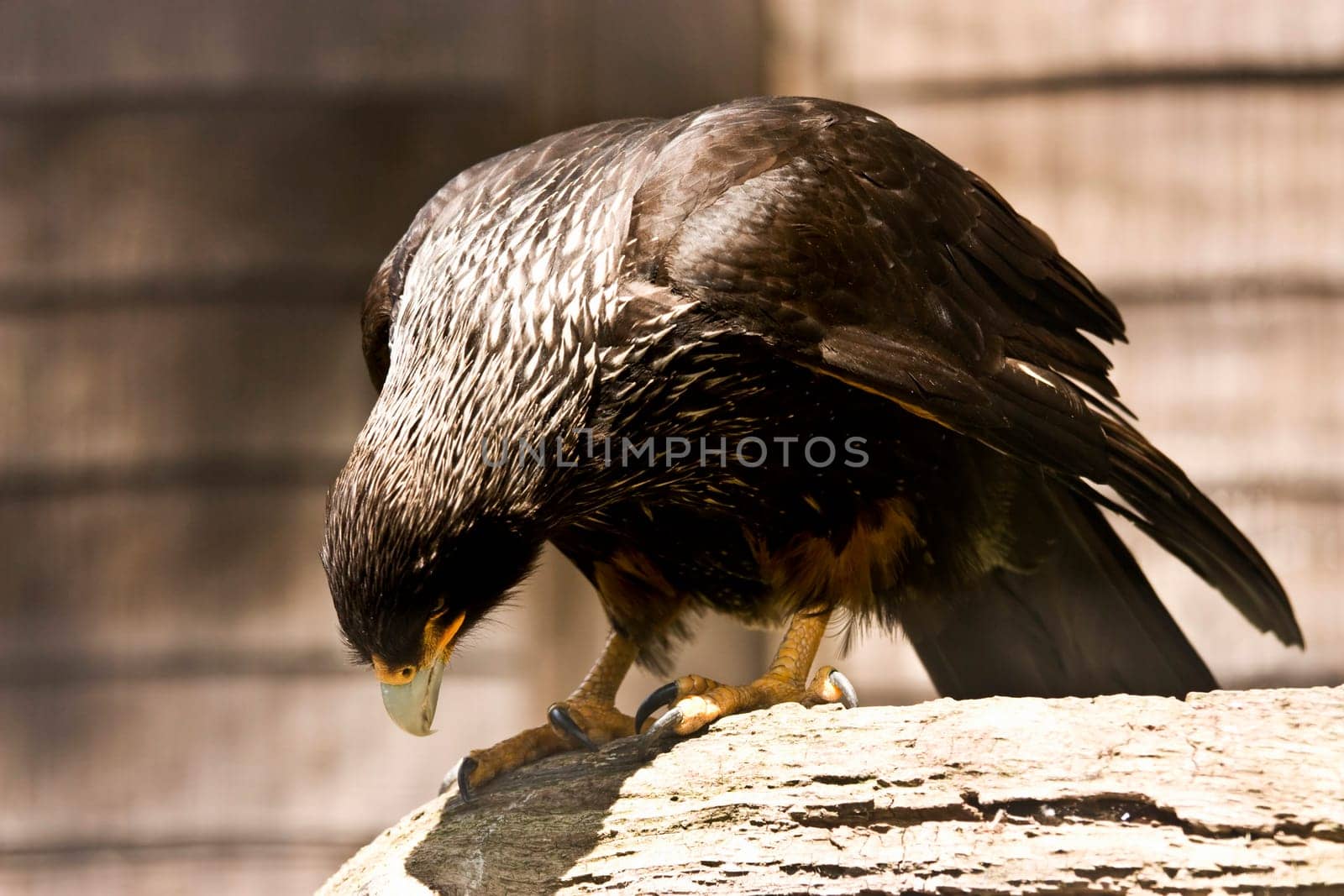 close up of a black eagle bending on perch