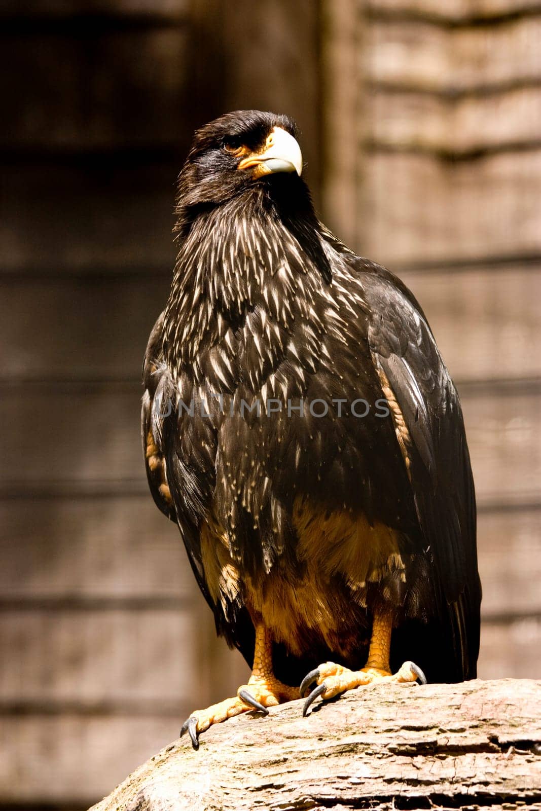 black eagle perched on a wooden branch