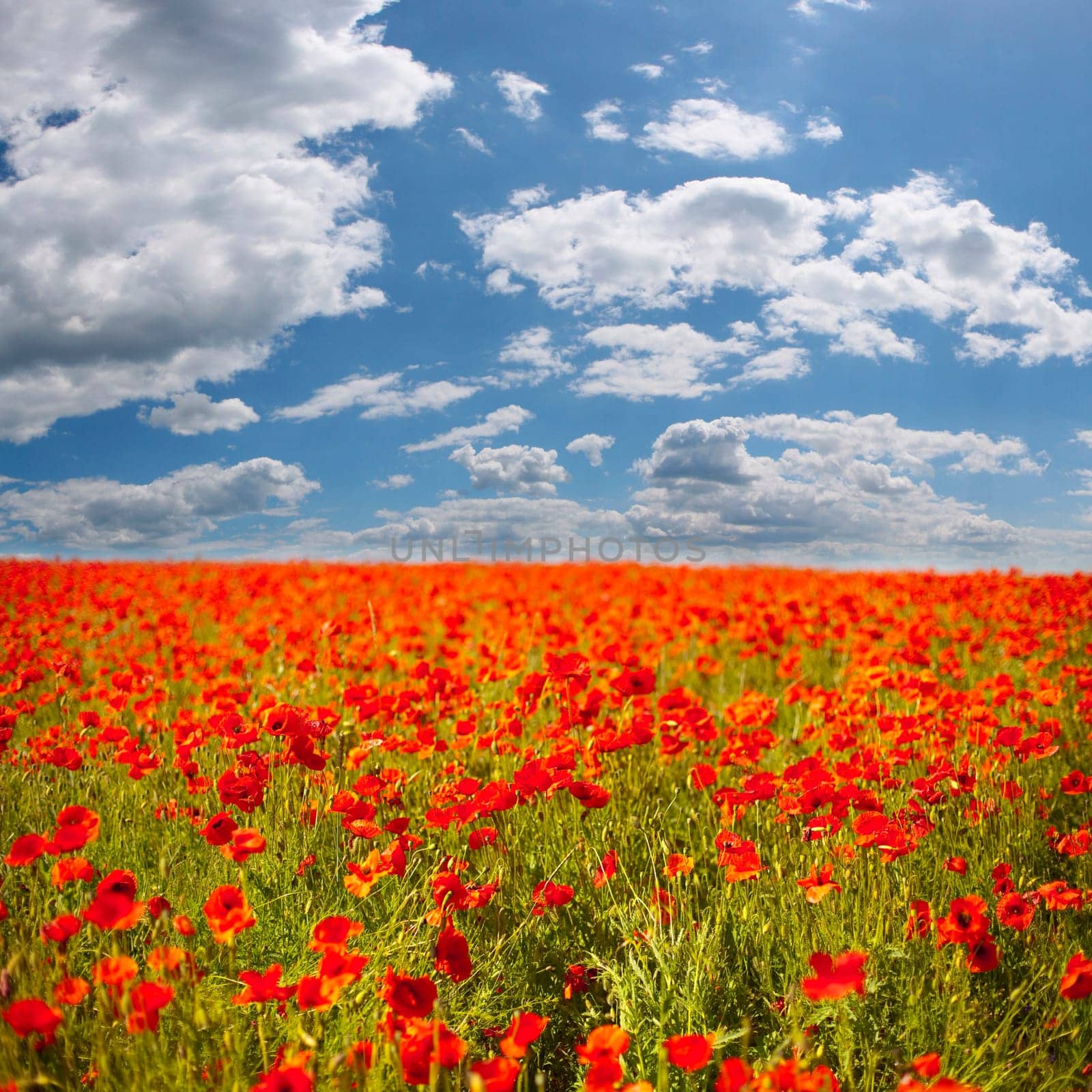 poppy field with blue sky