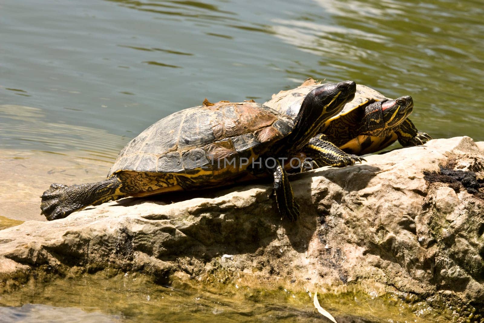 2 turtles sun bathing on a rock