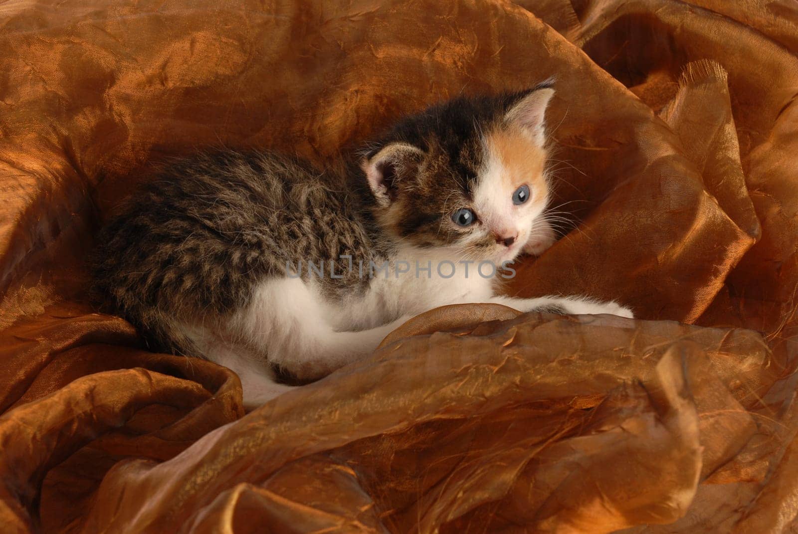 orphaned three week old kitten on brown background