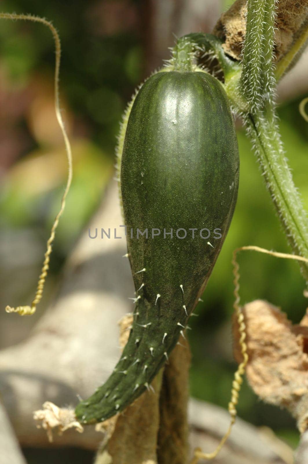 Fresh and ripe green cucumber (Cucumis sativus) plant