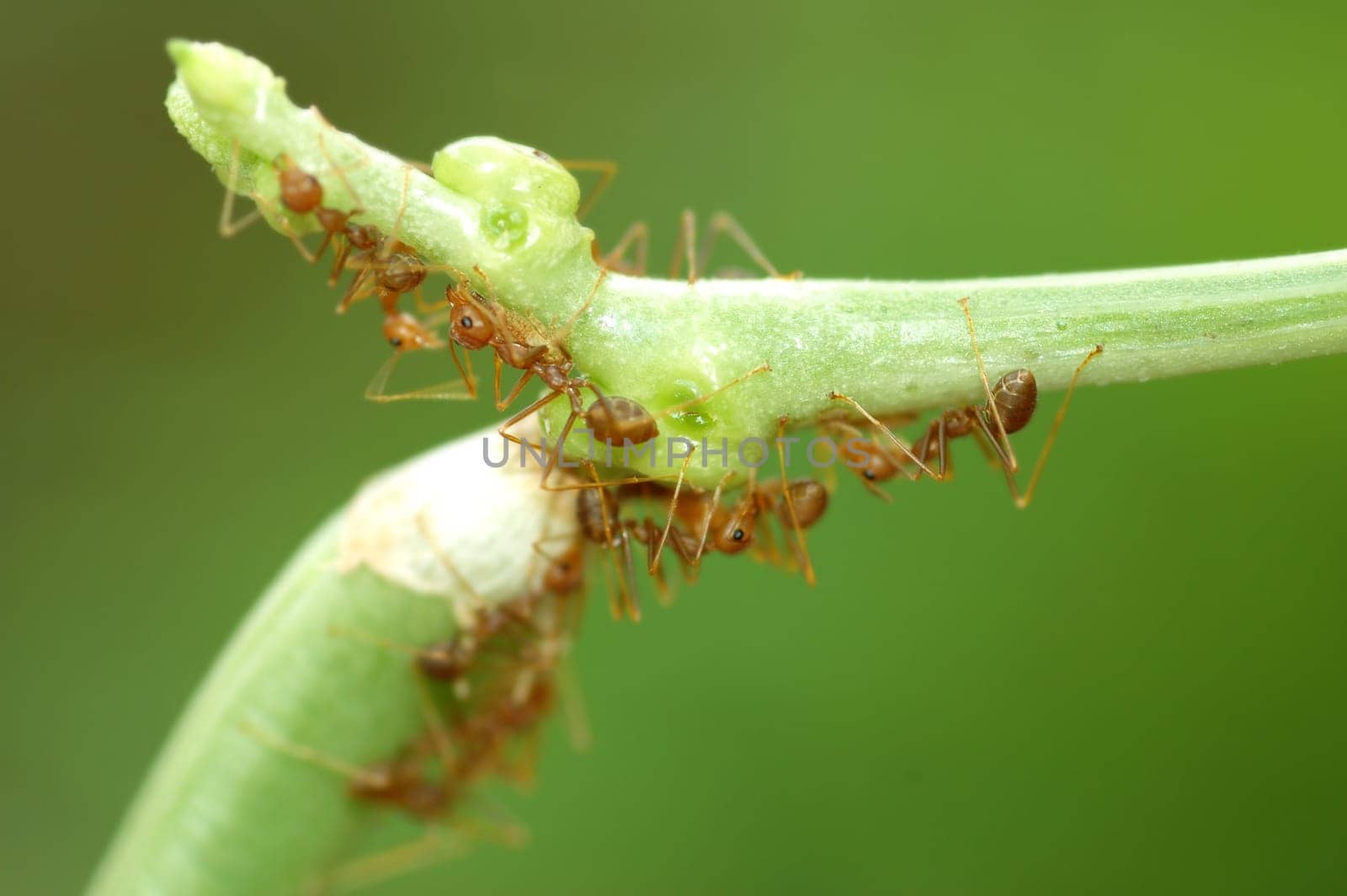 Macro of ants on green bean with low depth of field