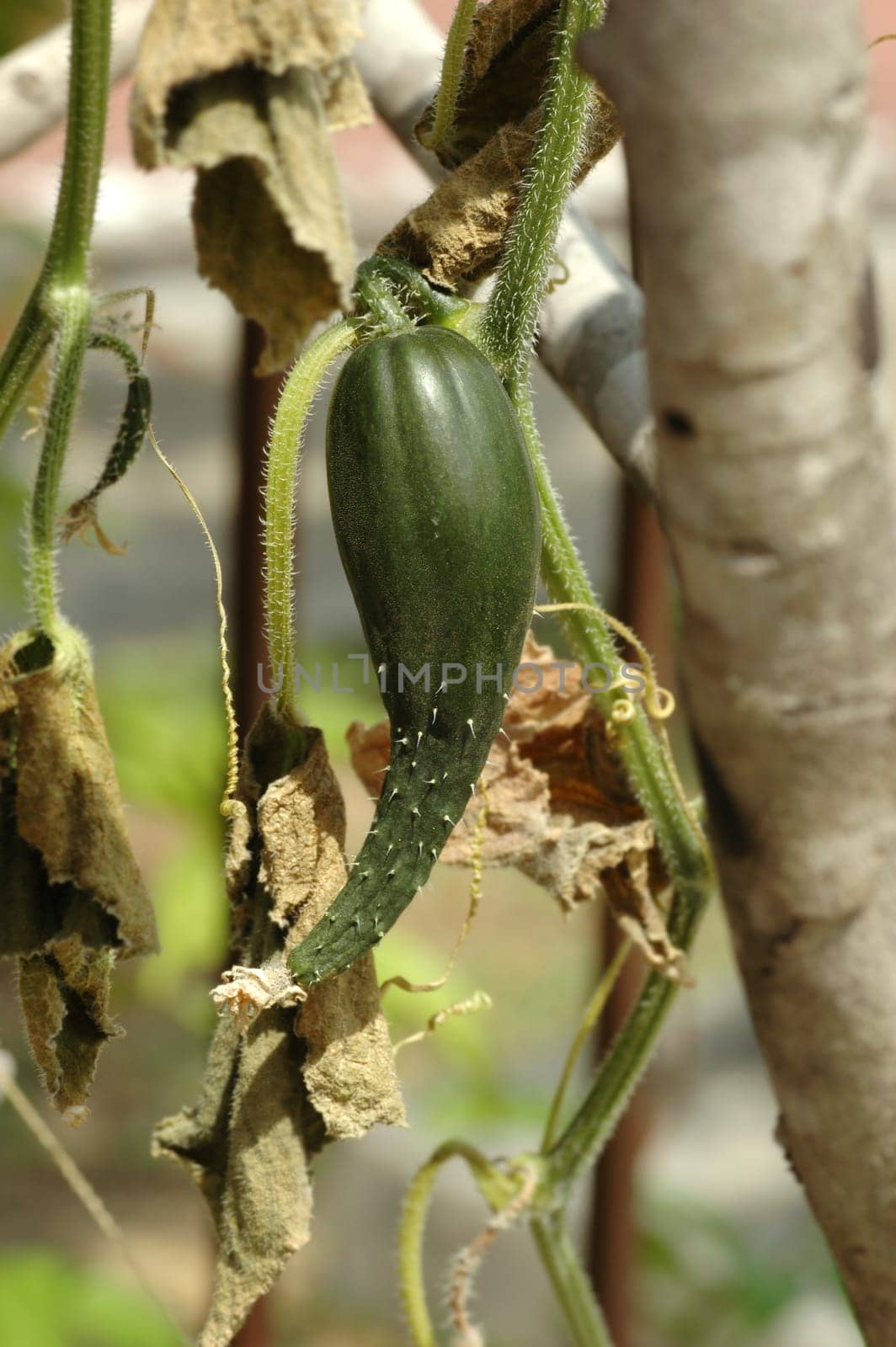 Fresh and ripe green cucumber (Cucumis sativus) plant