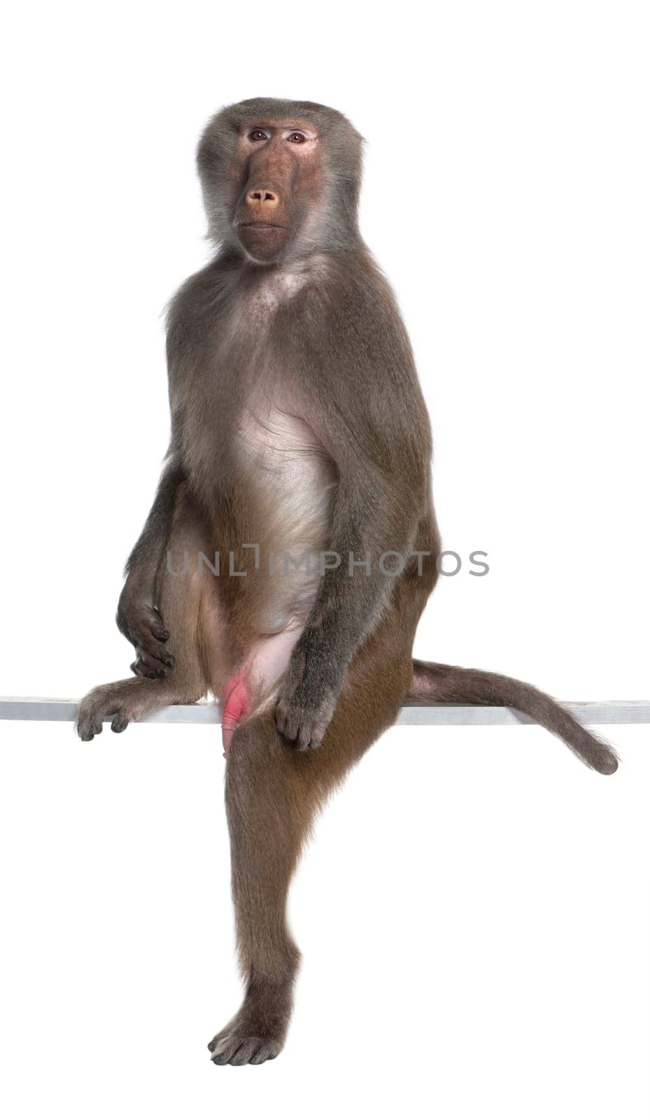 Baboon sitting and looking at the camera -  Simia hamadryas in front of a white background