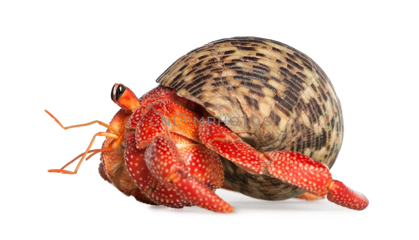 hermit crab - Coenobita perlatus in front of a white background