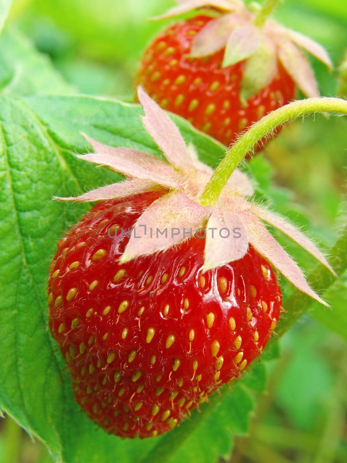 ripening strawberry fruits on the branch