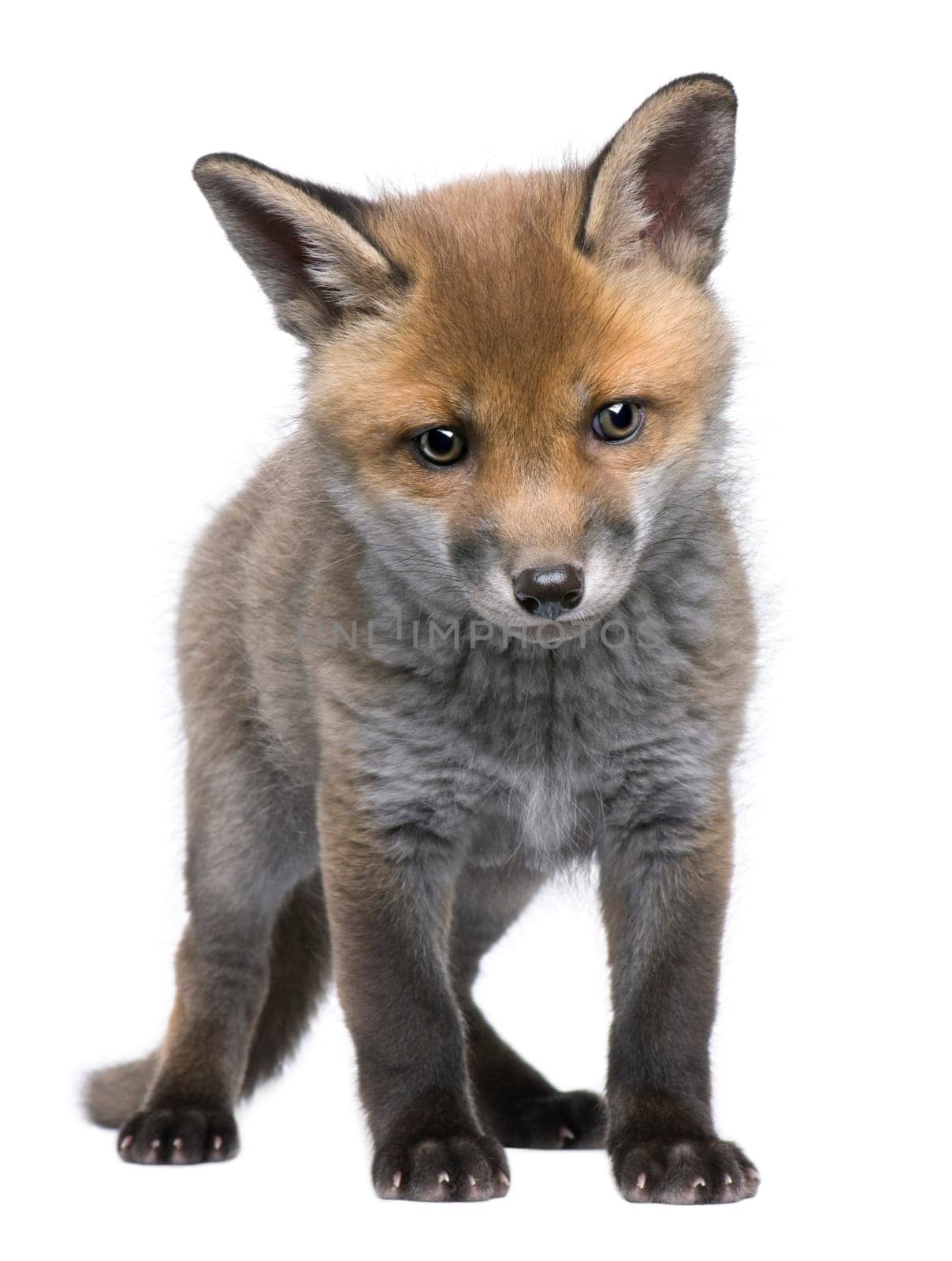Red fox cub (6 Weeks old)- Vulpes vulpes in front of a white background