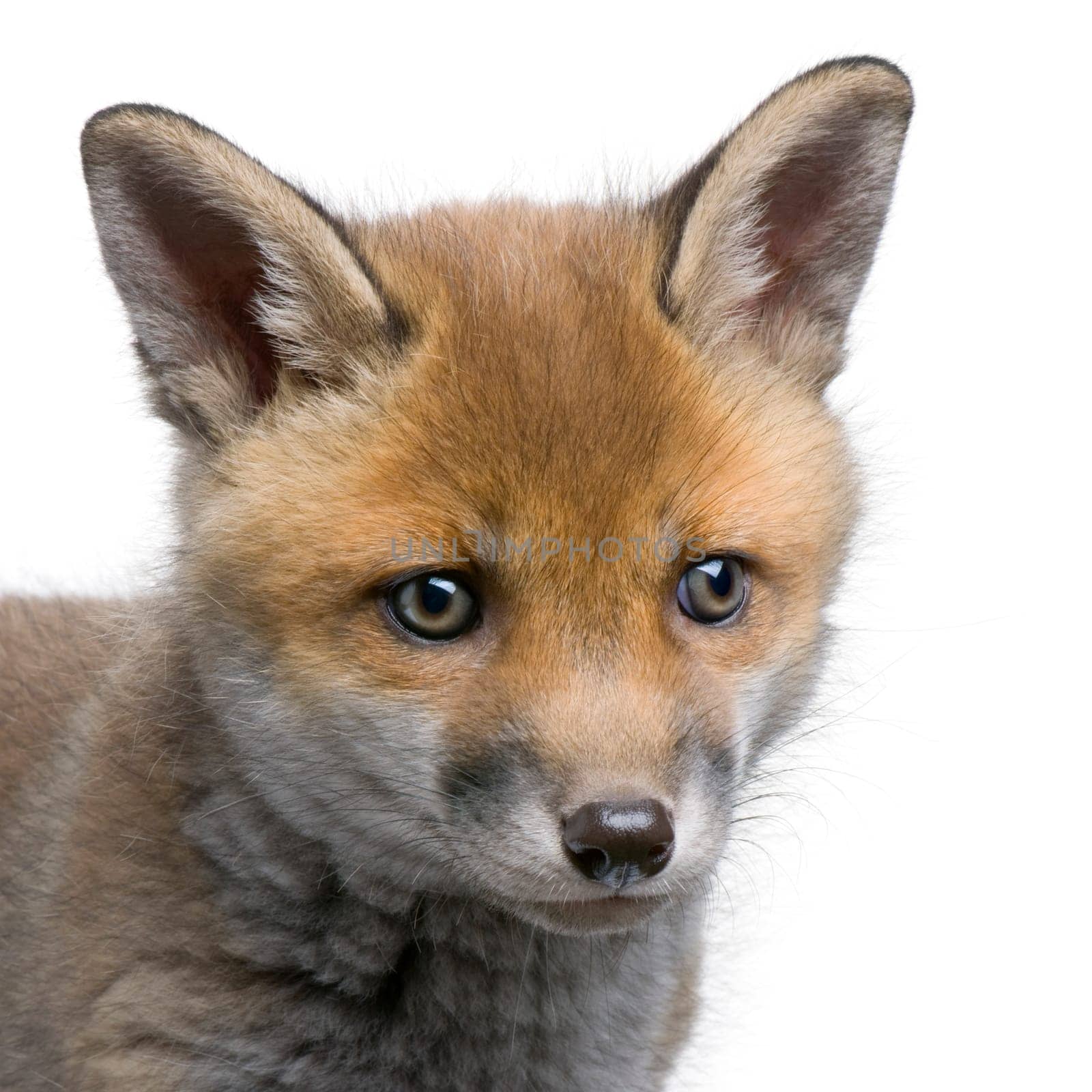 close-up of a Red fox cub's head (6 Weeks old)- Vulpes vulpes in front of a white background
