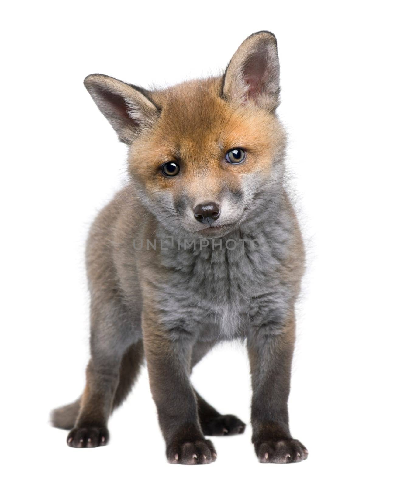 Red fox cub (6 Weeks old)- Vulpes vulpes in front of a white background
