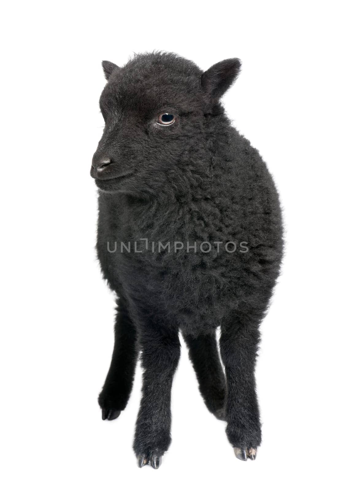 Young black shhep - Ouessant ram (1 month old)  in front of a white background