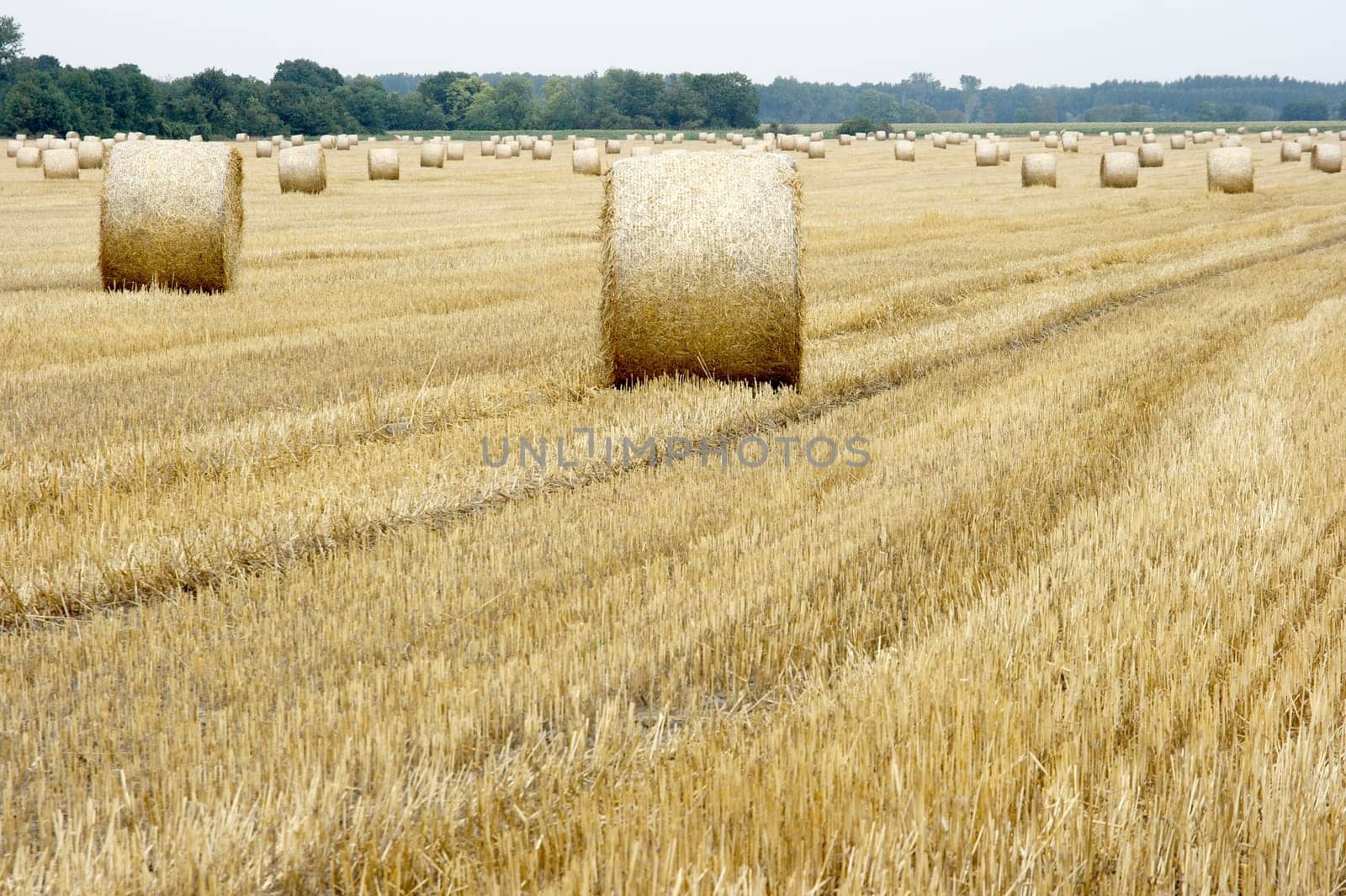 Dry haybails on an agricultural field