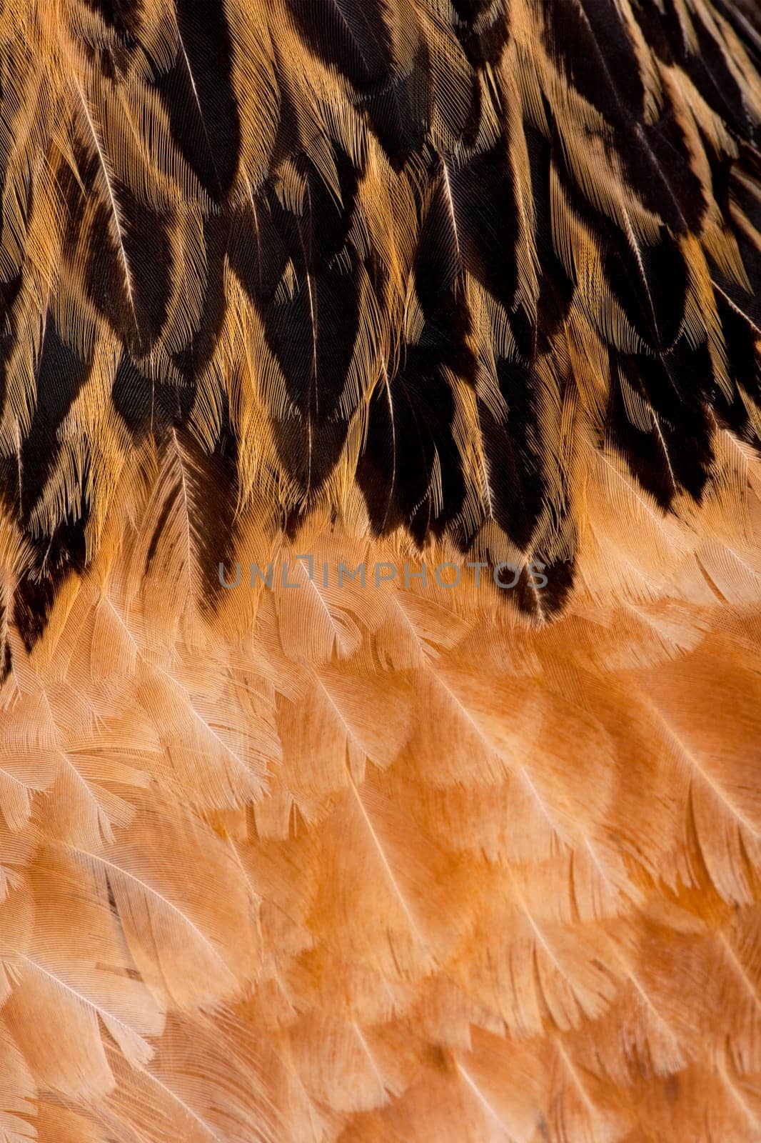Close-up on feathers