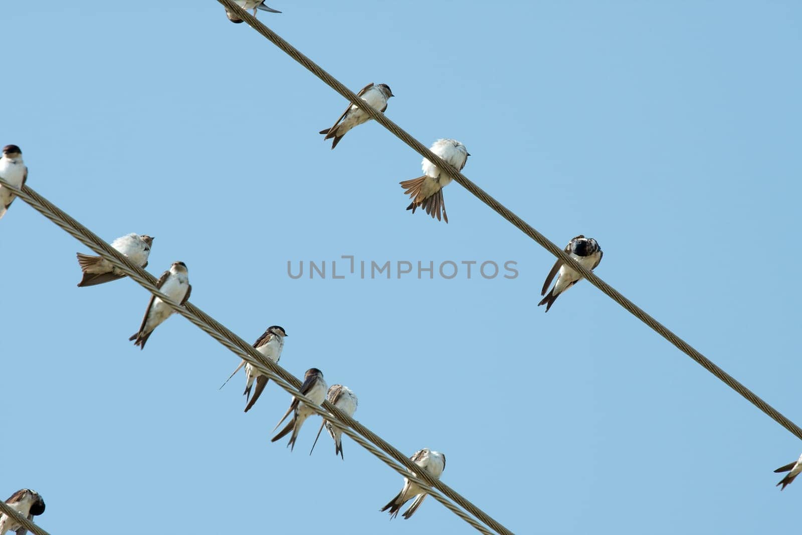 Birds on an electric wire