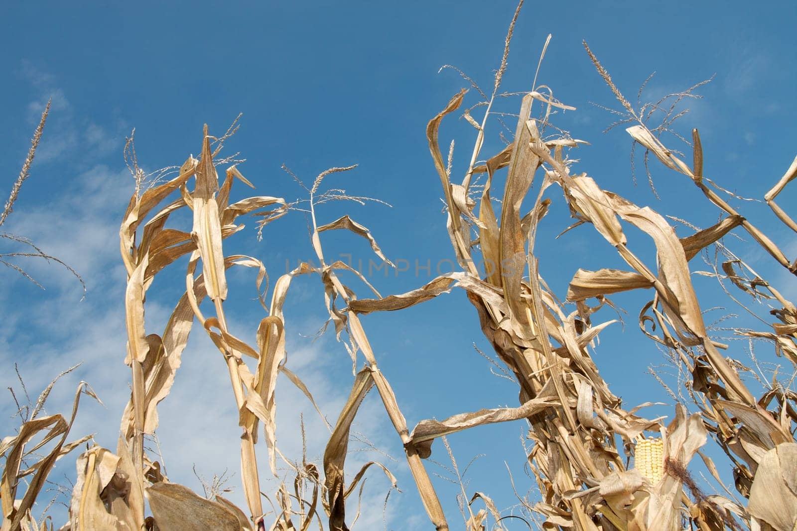 Golden, dry corn plants on an agricultural field