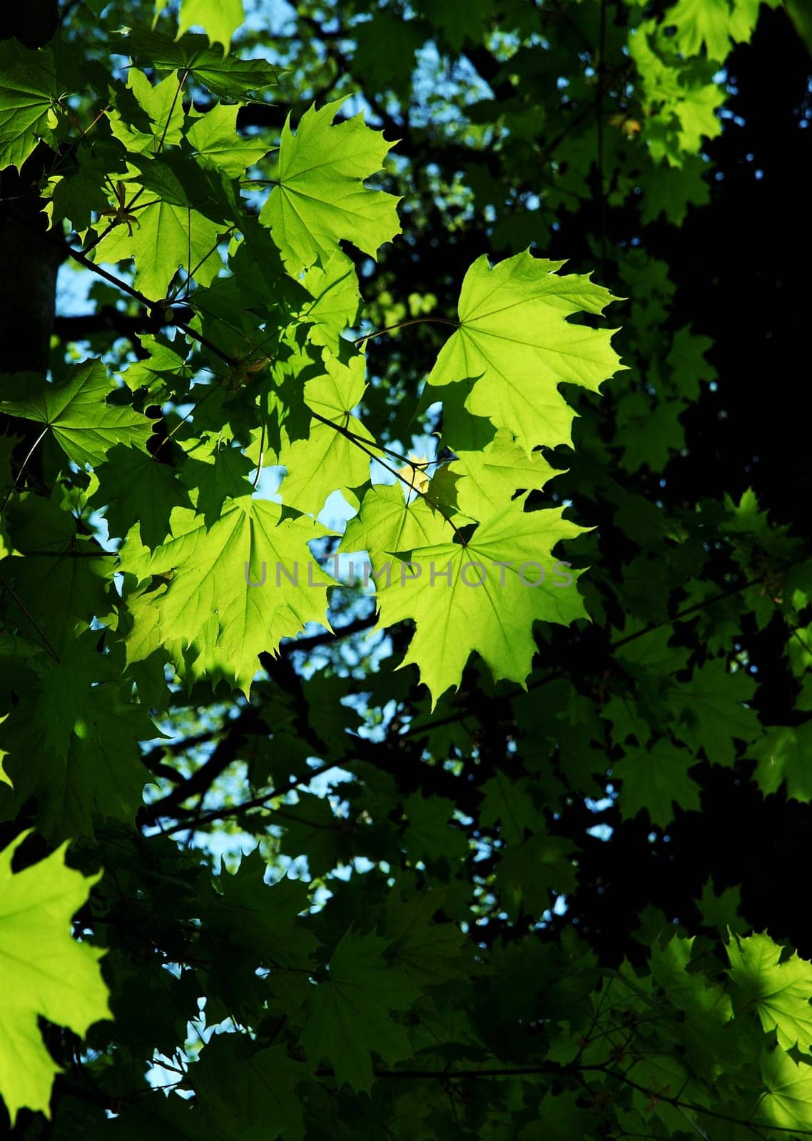 Vibrant green leaves in the forest