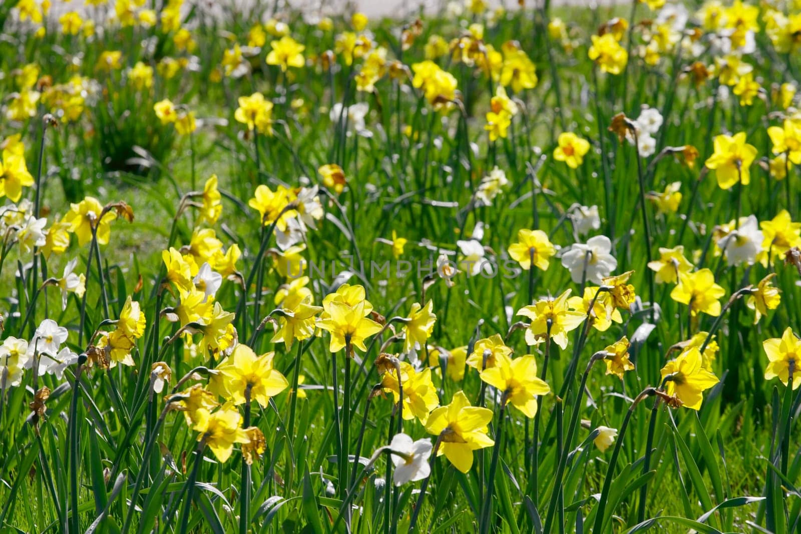 Many small flowers on a field, shallow DoF
