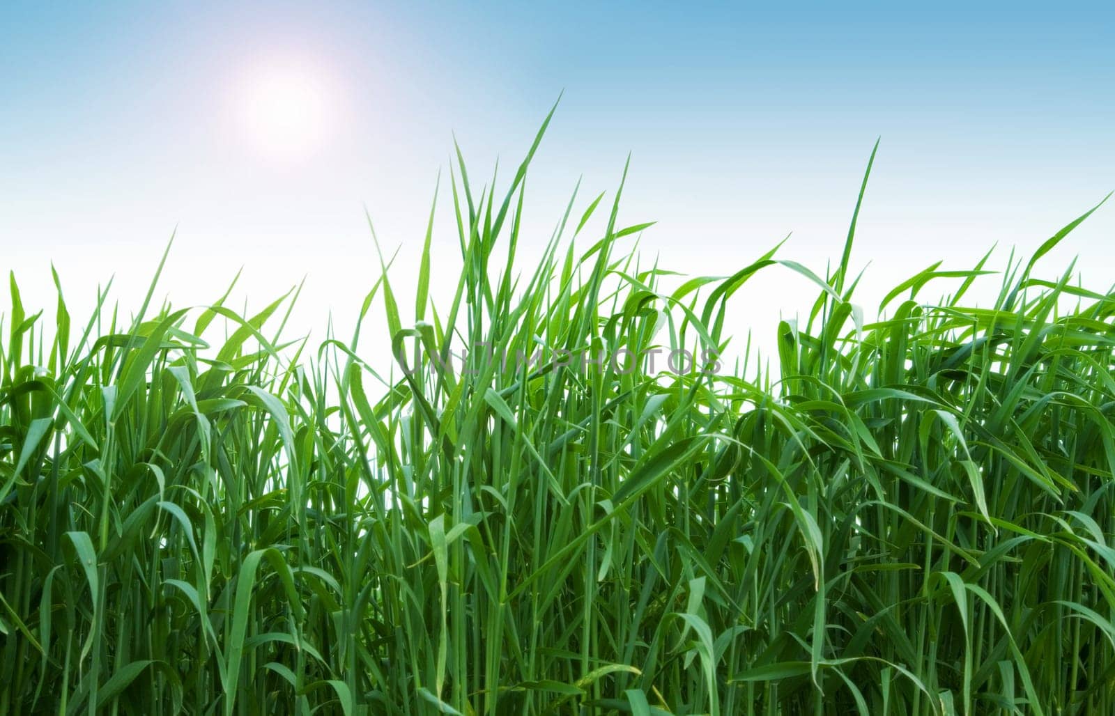 Green grass and blue sky