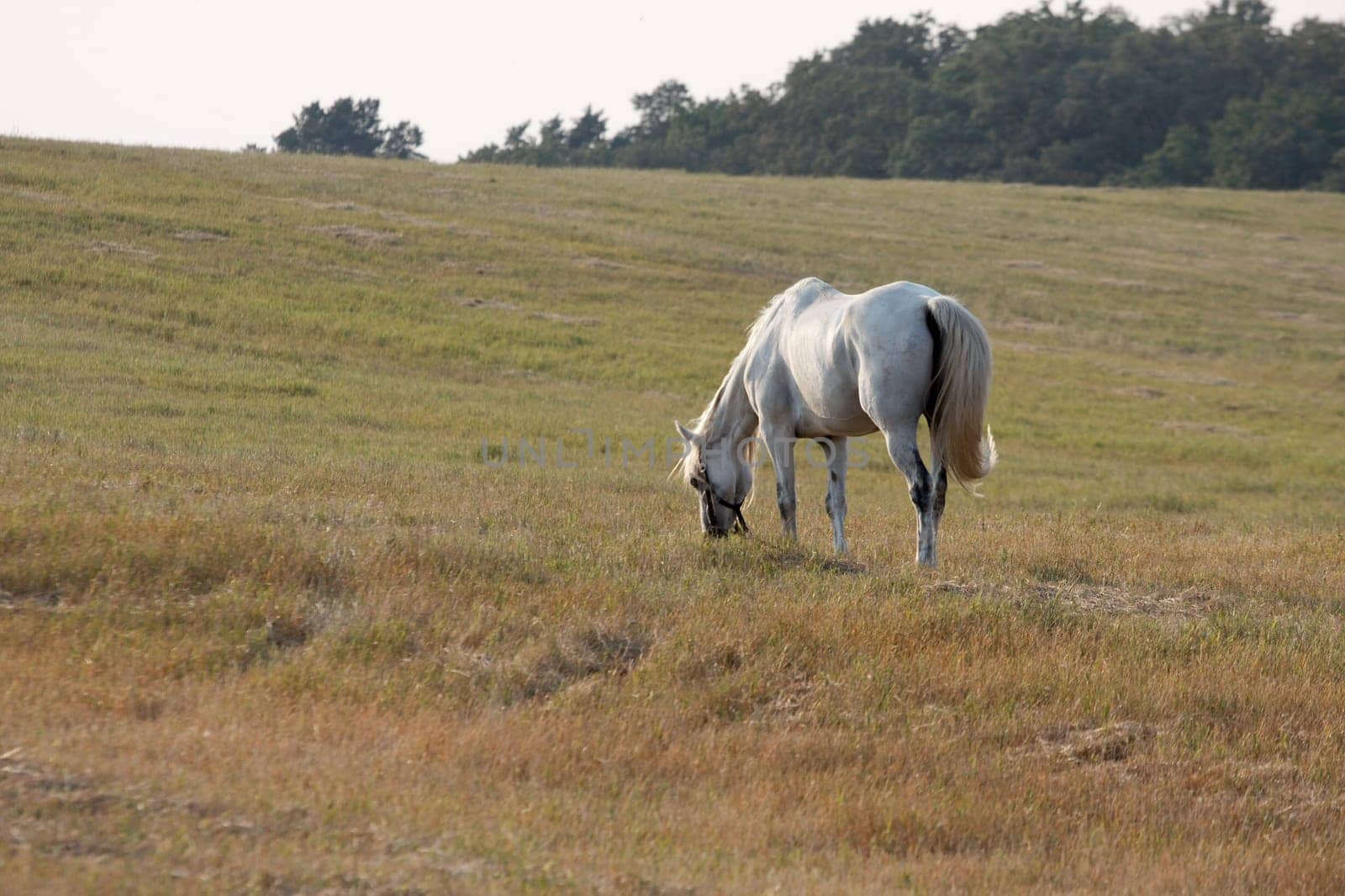 Horse grazing on an open field