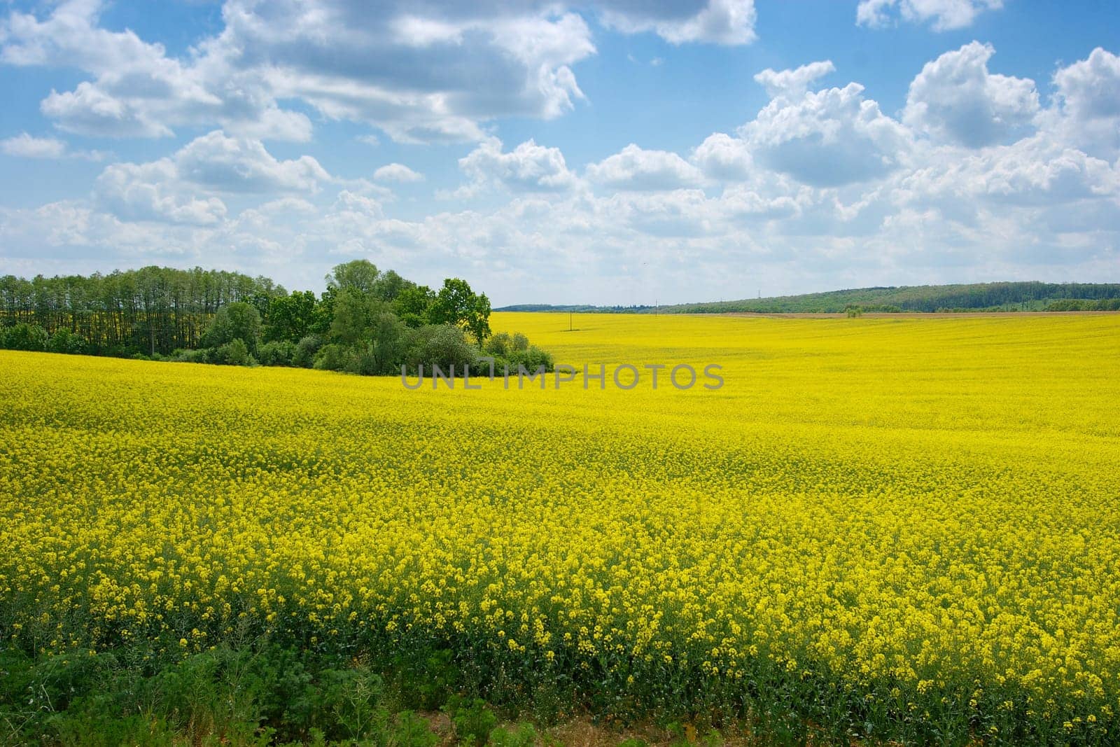 Blooming yellow rape field